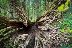 Cathedral Grove