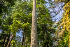 Cathedral Grove