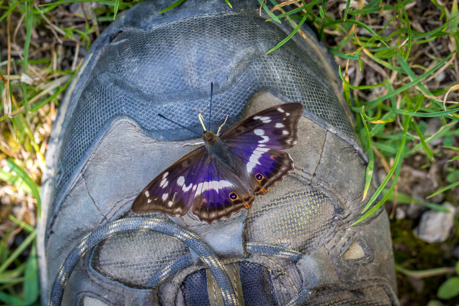 Butterfly on walking boot