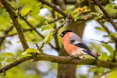 bullfinch