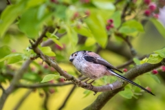 long tailed tit