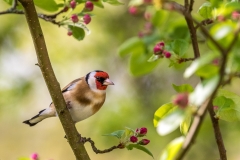 goldfinch