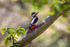 great spotted woodpecker