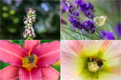 Insects gathering pollen