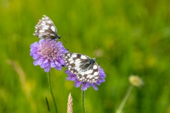 Chalkland Way, marbled white