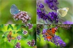 Garden butterflies