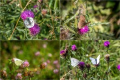 Chalkland Way butterflies