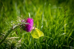 Chalkland Way, Brimstone butterfly