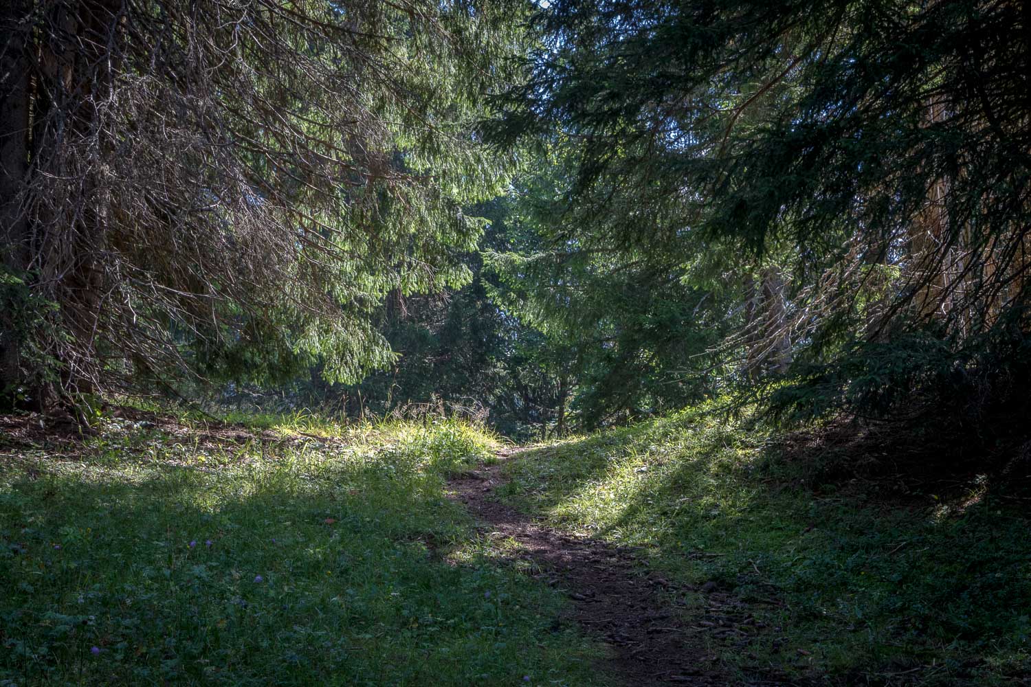 Chatel woodland walk