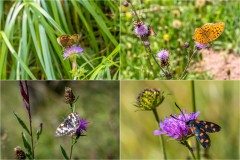 alpine flowers and insects