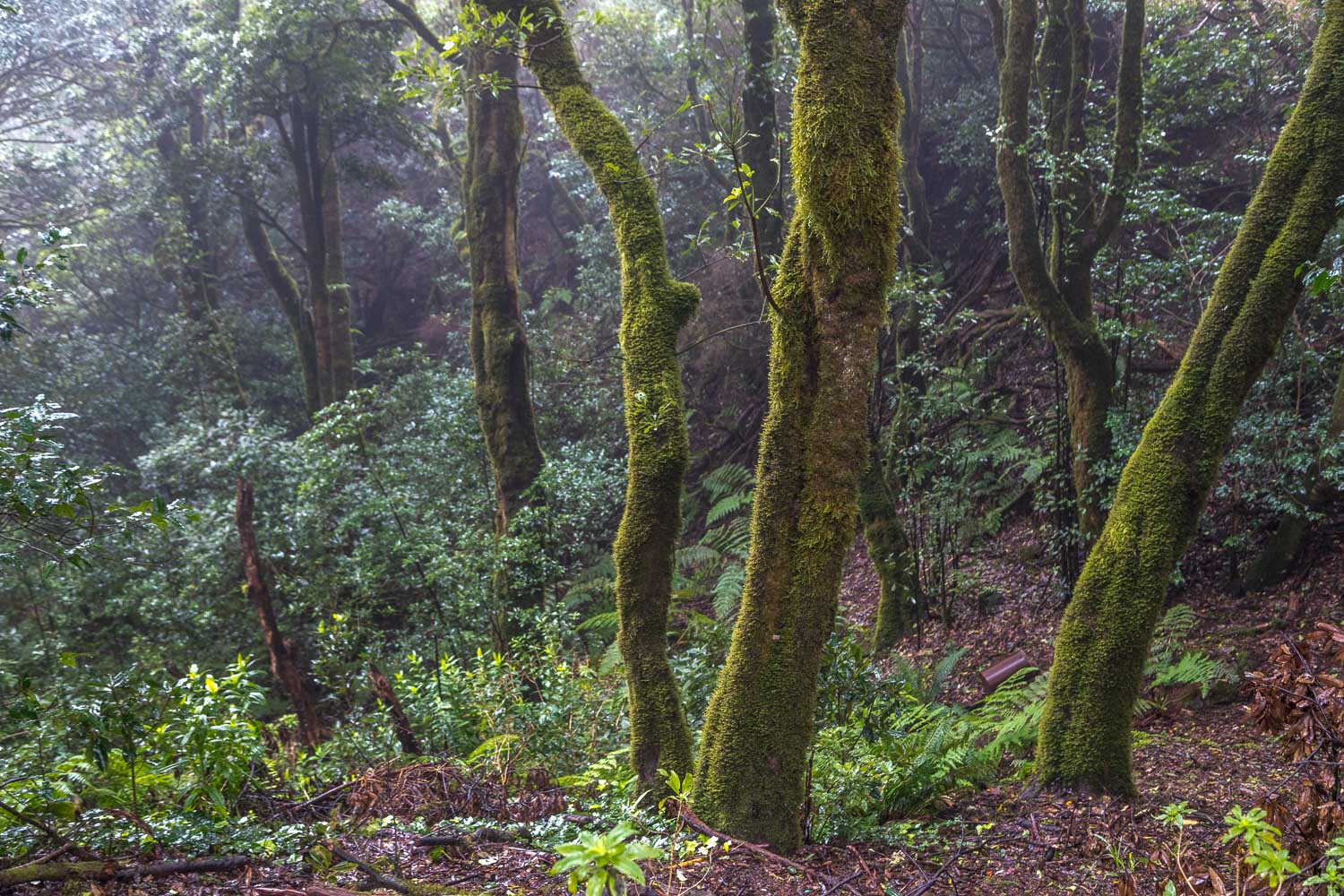 laurisilva forest Tenerife