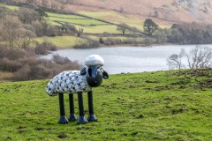 Sheep