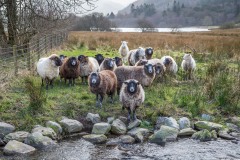 Sheep