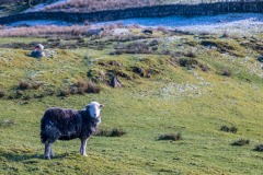 Claife Heights herdwick