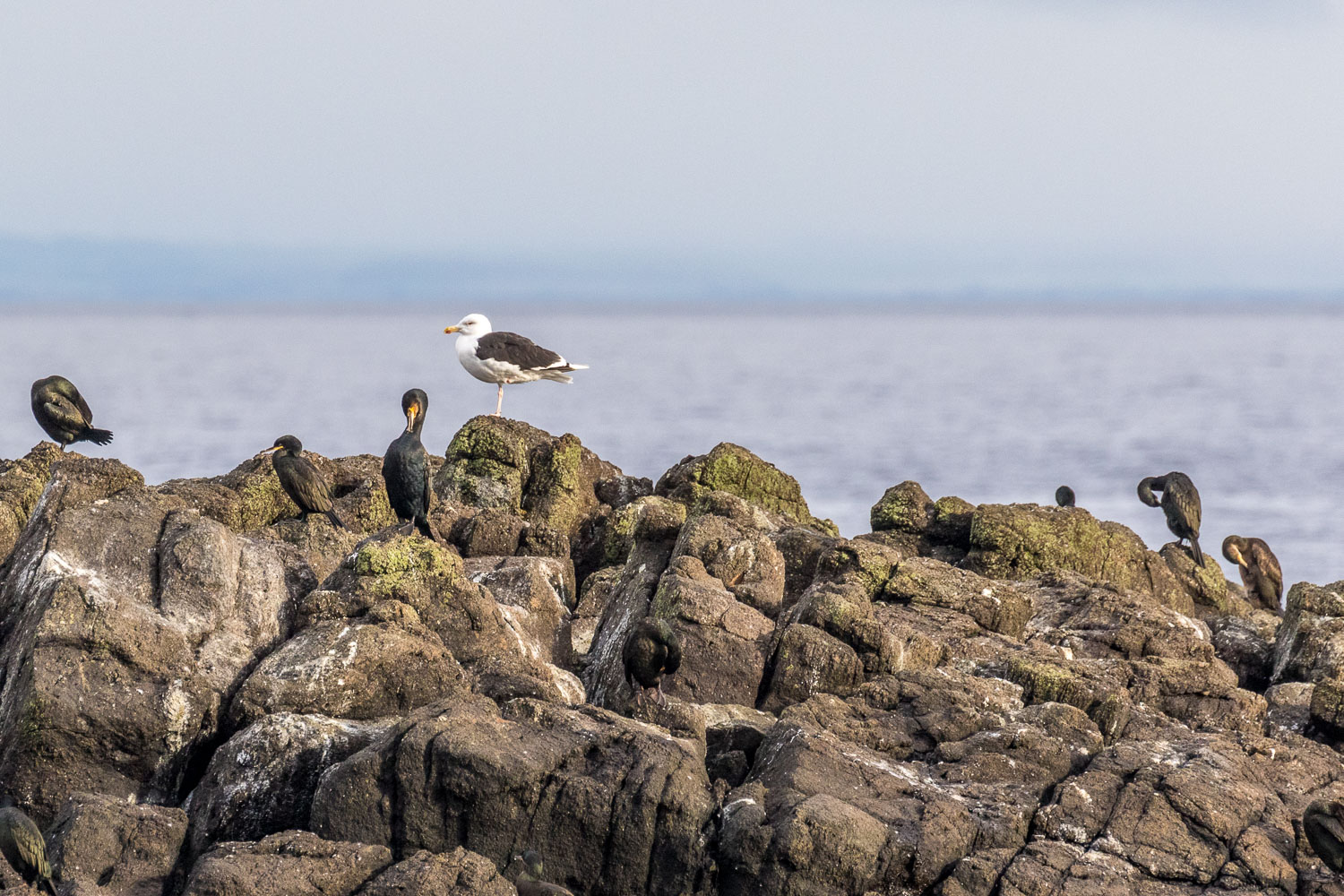 Herring gull, Cormorants