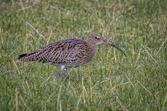 Curlew