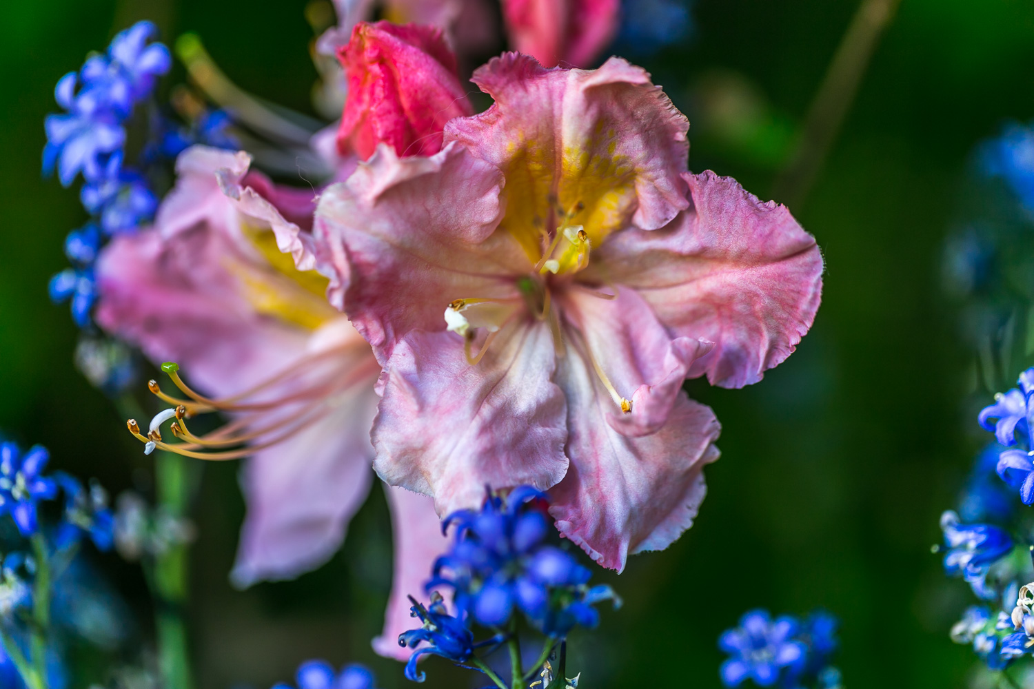 Azalea and rhododendron