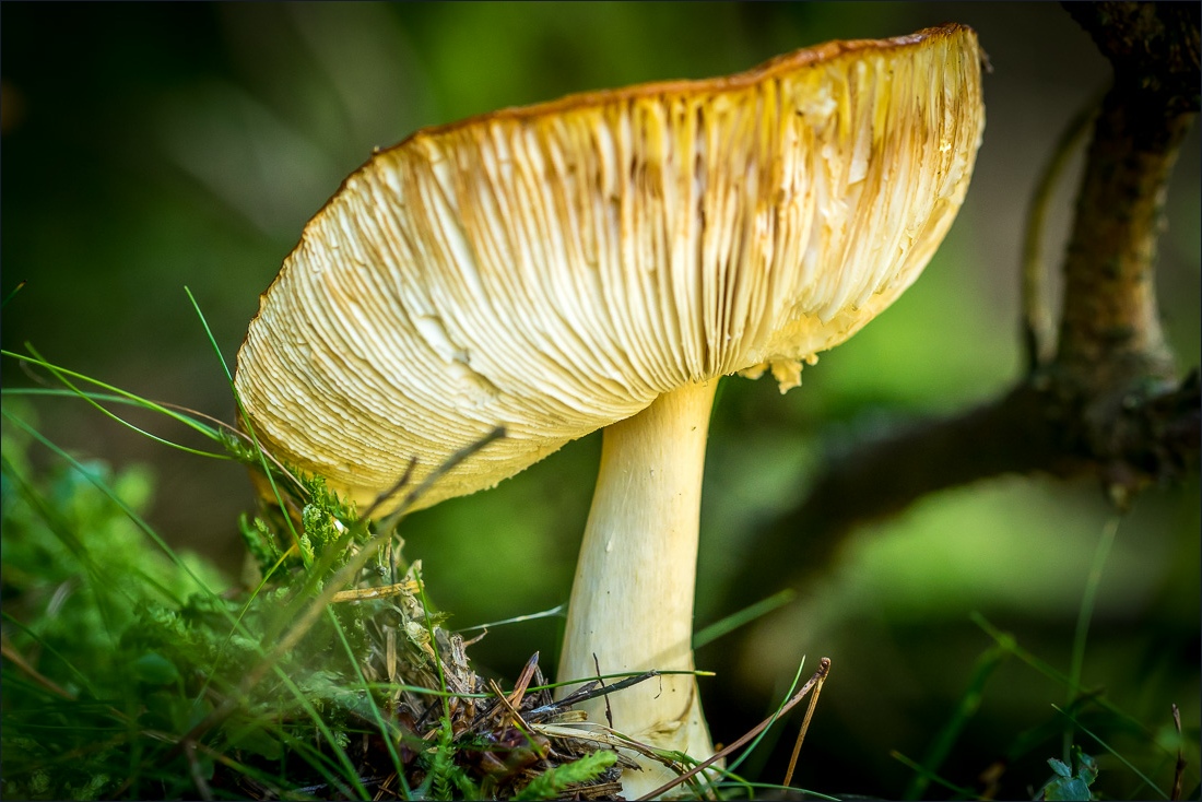 Cogra Moss mushrooms