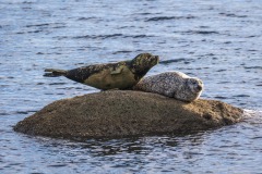 Seal