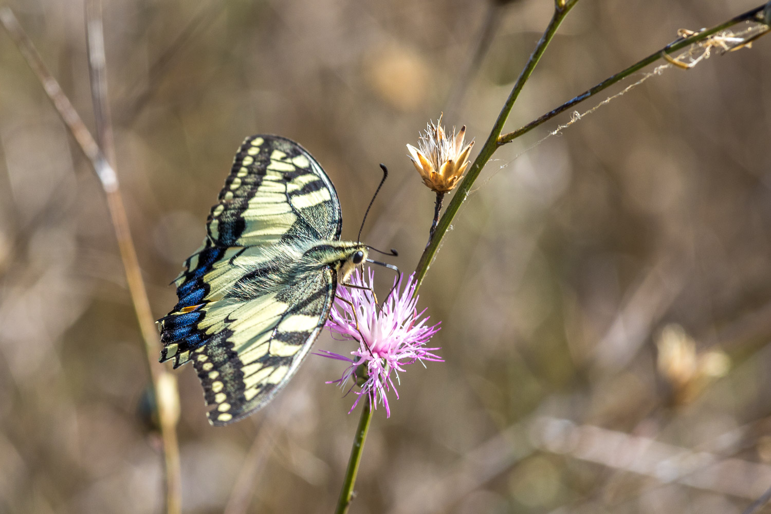 wallowtail butterfly