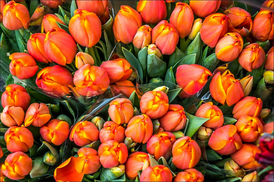Tulips, Columbia Road Flower Market
