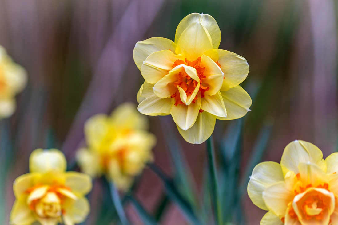 Constable Burton Hall  daffodils