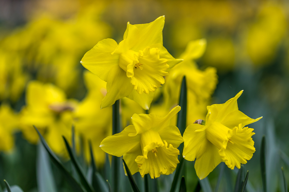 Constable Burton Hall  daffodils