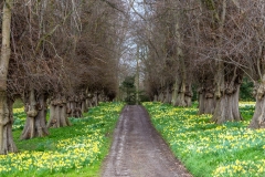 Constable Burton Hall  daffodil field