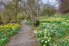 Constable Burton Hall  daffodil field