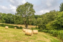 Craswall walk