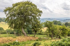 Craswall walk