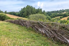 Laid hedge