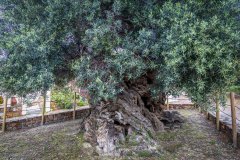 Olive tree, Ano Vouves
