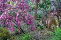 Crete Botanical Garden, Manuka bush