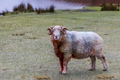 Herdwick ram