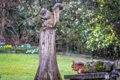 Red squirrel Lake District