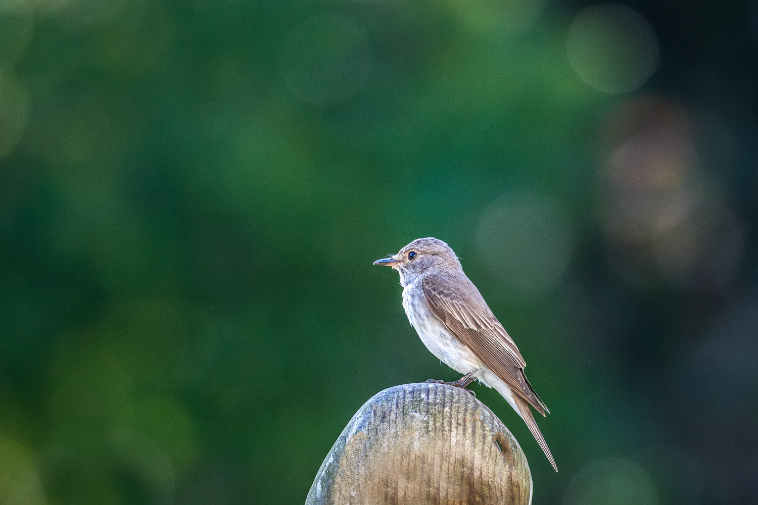 Spotted Flycatcher Lake District