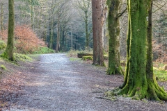 Lanthwaite Wood