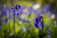 bluebells