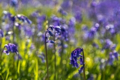 bluebells