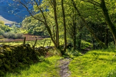 Lanthwaite Wood