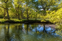 River Cocker