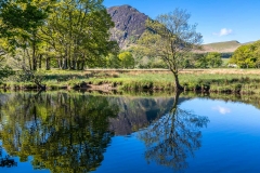 River Cocker