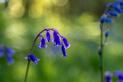 Bluebells
