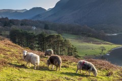 Herdwick, Crummock Water