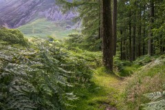 Lanthwaite Wood