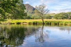 River Cocker