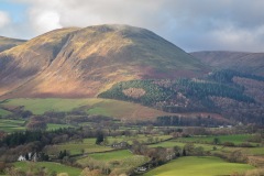 Loweswater Pheasant