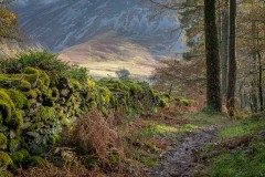 Lanthwaite Wood