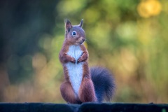 Red squirrel